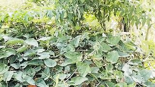 Bangladeshi Gram Panchayat sabji khetar mat