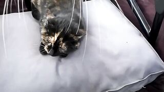 Gatos andando nas ruas