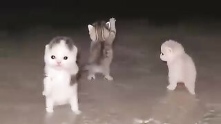 The cats Dance