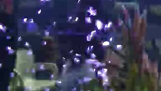 Beautiful Colourful Real Fishes