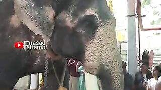 Hathi Sathi