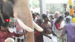 Hathi Sathi,👑👑
