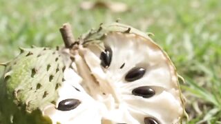 Soursop Fruit Growth in Real Time | From Tiny Fruit to Spiky Green Soursop 🌱🍈