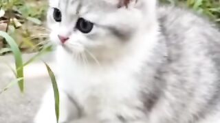 Little Kitten’s Garden Adventure!