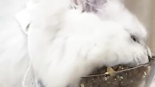 cat Cutest thing you'll see today 2