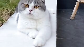 cute cats