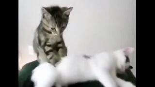 cute cats_ cute cat cuddling_ cutest kittens
