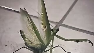 E os seres humanos?!🤔