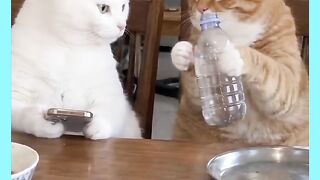 GATO FASENDO OUTRO DE BOBO