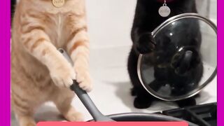 GATOS FRITANO PEIXE