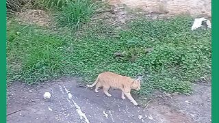 MEU GATO JANIQUINI