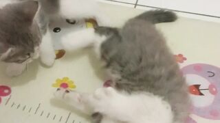 kitten vs kitten