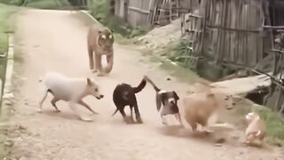 Tiger surprised to see cat👍😀😀