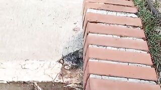 Tingkah laku balita