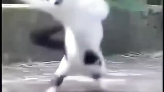 Cat vs Tiger and Cat won👍😀😀