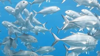 An Incredible Ocean of Fish! 🐟🌊 3