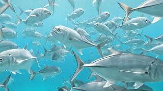 An Incredible Ocean of Fish! 🐟🌊 4