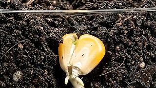 Corn Growth in Real Time | From Tiny Seed to Mature Corn 🌱🌽