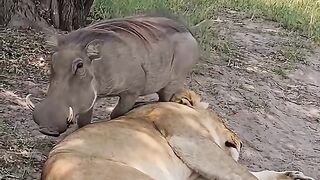 And the end Lion and Pig are friends👍😀😀
