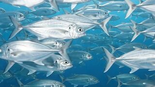An Incredible Ocean of Fish! 🐟🌊 5