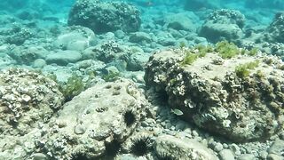 An Incredible Ocean of Fish! 🐟🌊 7