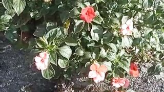 Quran Surah Al Ikhlas