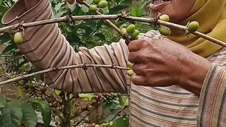 Memanen biji kopi | cofee bean
