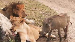 Funny animal😀😀😀