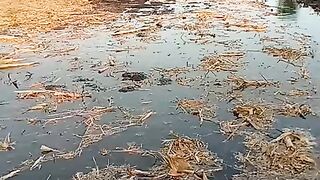 Proses olah lahan tanaman jagung, jagung manis