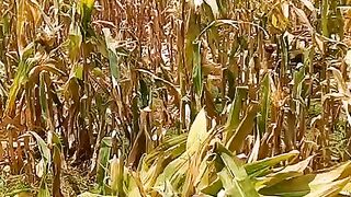 Panen Jagung