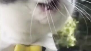 Funny Cats and Cute Cats, Cute cat