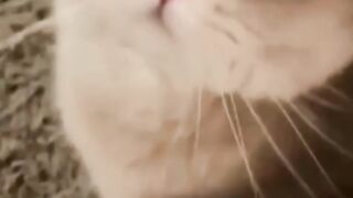 Funny Cats and Cute Cats, Cute cat #2