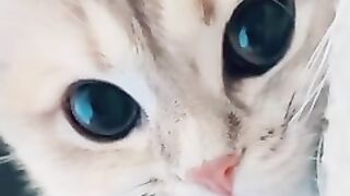 Funny cats #3