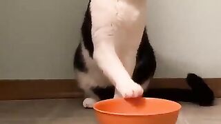 Cat saying I'm waiting for so long.....where is My food