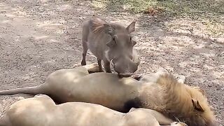 Boar Sits on Sleeping King Lion Like a Sofa & Bolts😀😀😀