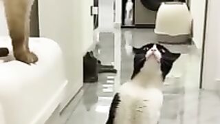 Crazy cats funny