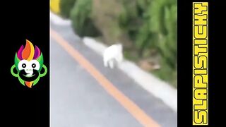 Try Not To Laugh - Funny Cats Compilations