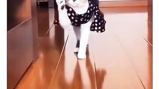 funny cat #4