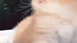 funny cat #6