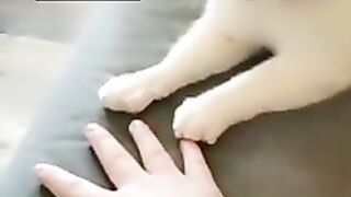 funny cat #7