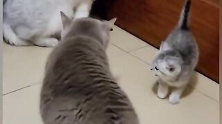 domestic violence against cats