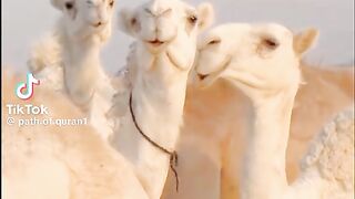 Cute Cameles