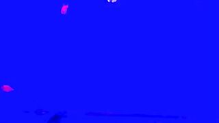 Beautiful Fishes 4