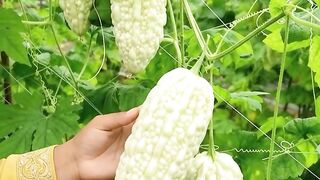 Harvesting Rare White Bitter Gourd 🌿✨