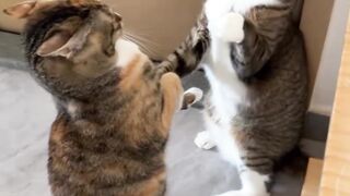 cats fight 2