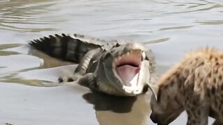 Crocodile vs Hyena — Wildest Battle for Survival! 🐊🔥 | Wildlife Action