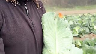 Gleaning Cornwall