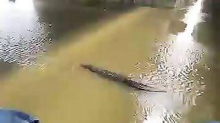 TOP 4 Mancing Ada Buaya 🐊