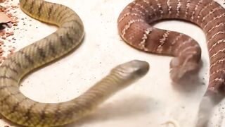 Snake bites Storys part 1