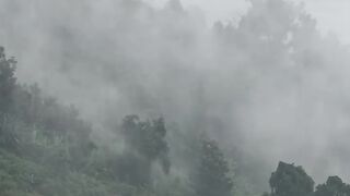 forest reverie
